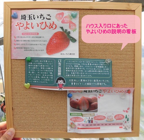 JA南彩菖蒲グリーンセンターのイチゴ狩りのいちごハウス内にあるやよいひめの説明文看板