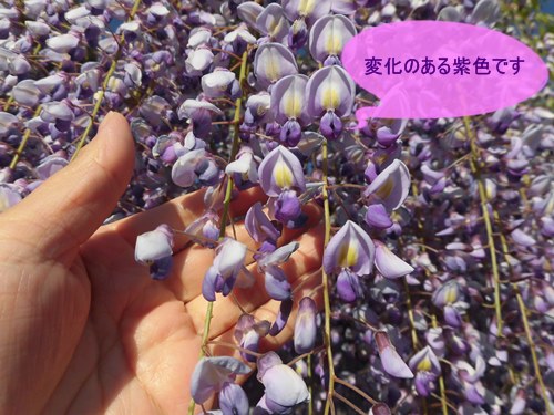 藤の花はとてもかわいい紫色